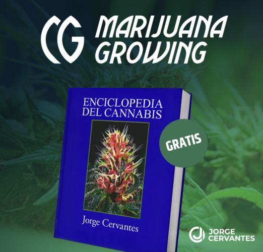 Banner Marijuana Growing
